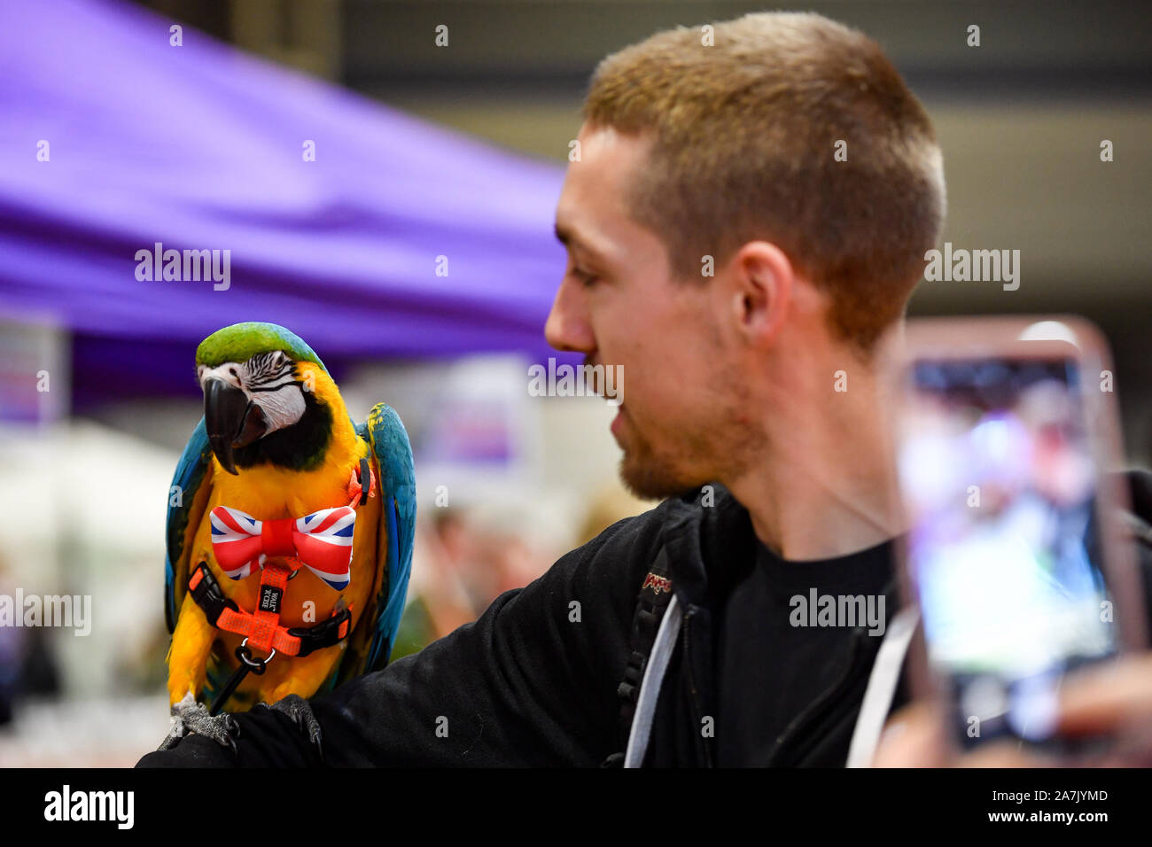 Un perroquet portant un Union Jack bowtie au National Pet Show à NEC, Birmingham. Banque D'Images