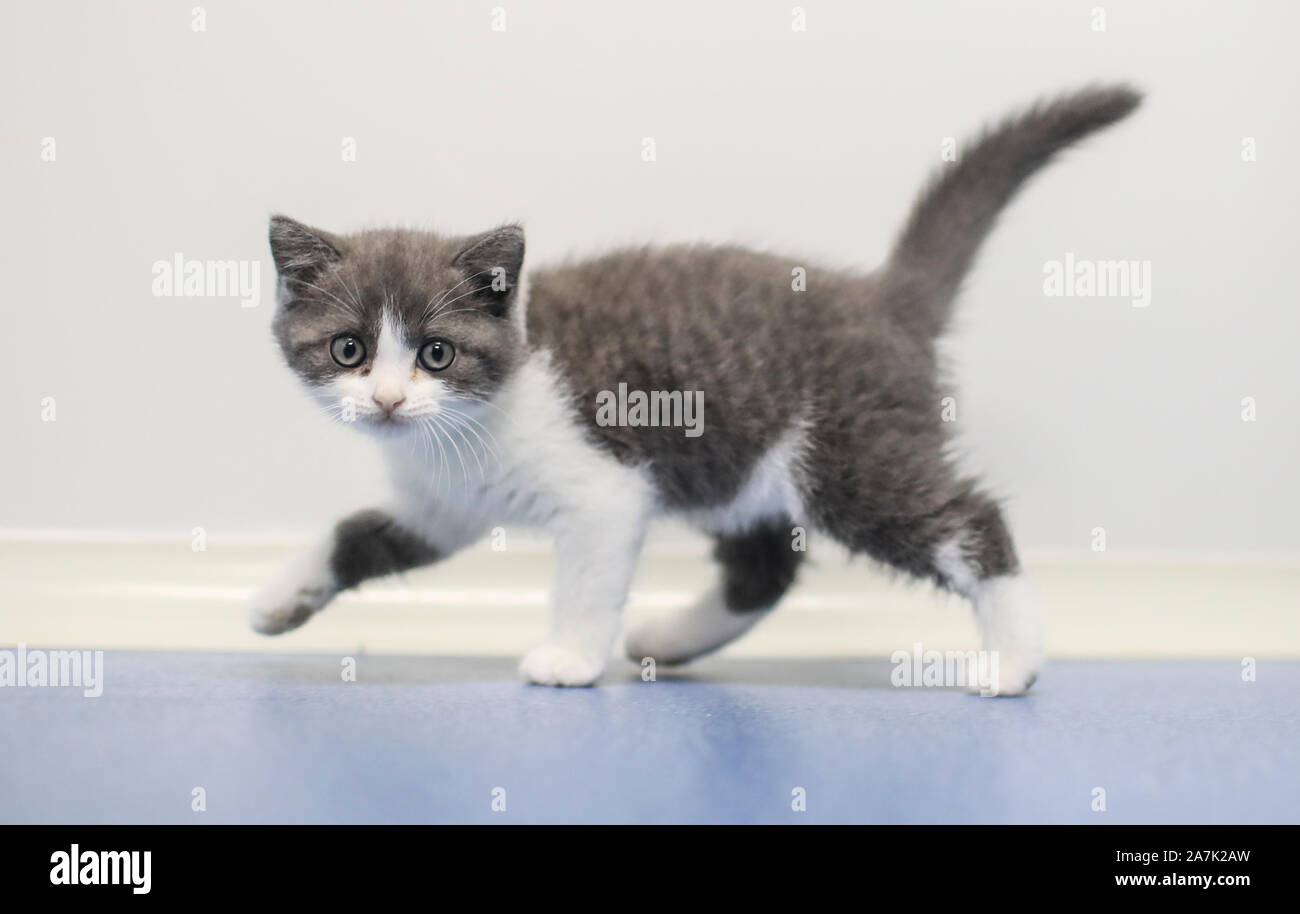 Les animaux domestiques sont en Sinogene Clone, une entreprise visant à cloner des animaux, à Beijing, Chine, 9 septembre 2019. *** *** Local Caption fachaoshi Banque D'Images