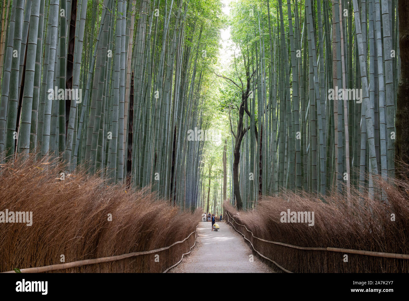 Par voie de Arashiyama Bamboo Grove, la forêt de bambous à Kyoto Banque D'Images