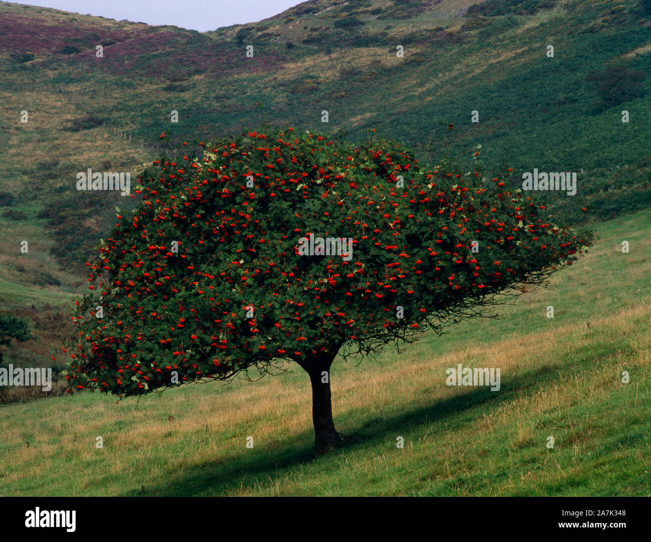 Un rowan tree (mountain ash) Penbarras au Bwlch Moel Famau dans Country Park, Denbighshire, Wales, UK. Les bovins ont créé un superbe morceau de topiary. Banque D'Images