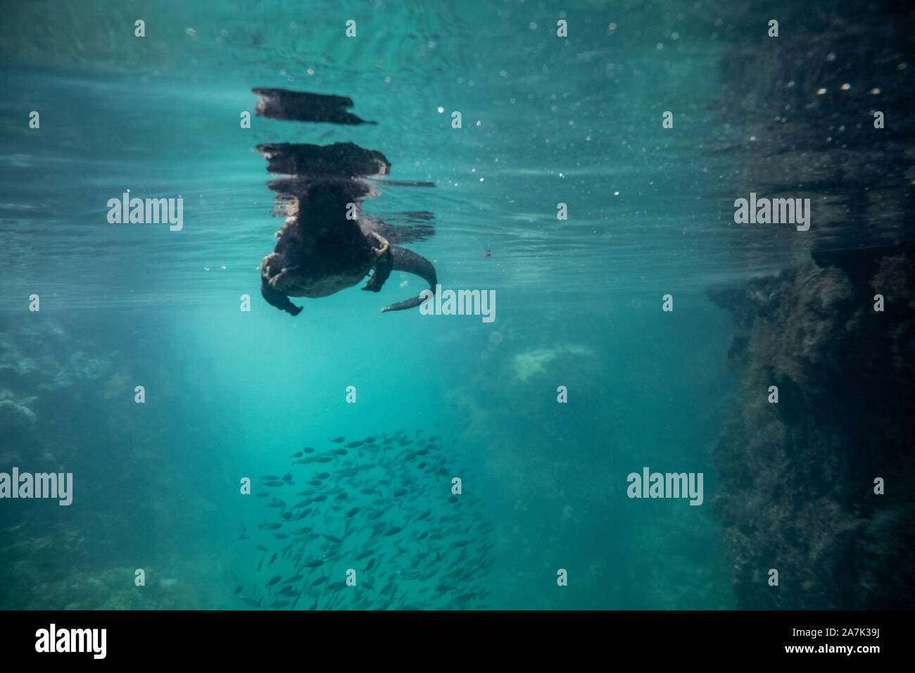 Piscine dans un canal de l'iguane Banque D'Images