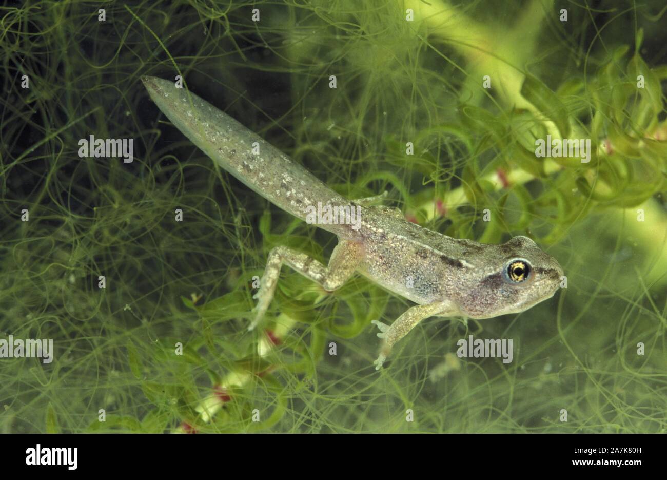 Tetard A Quatre Pattes Banque D Image Et Photos Alamy