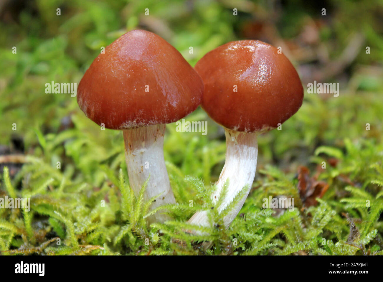 Grisette fauve Amanita fulva Banque D'Images