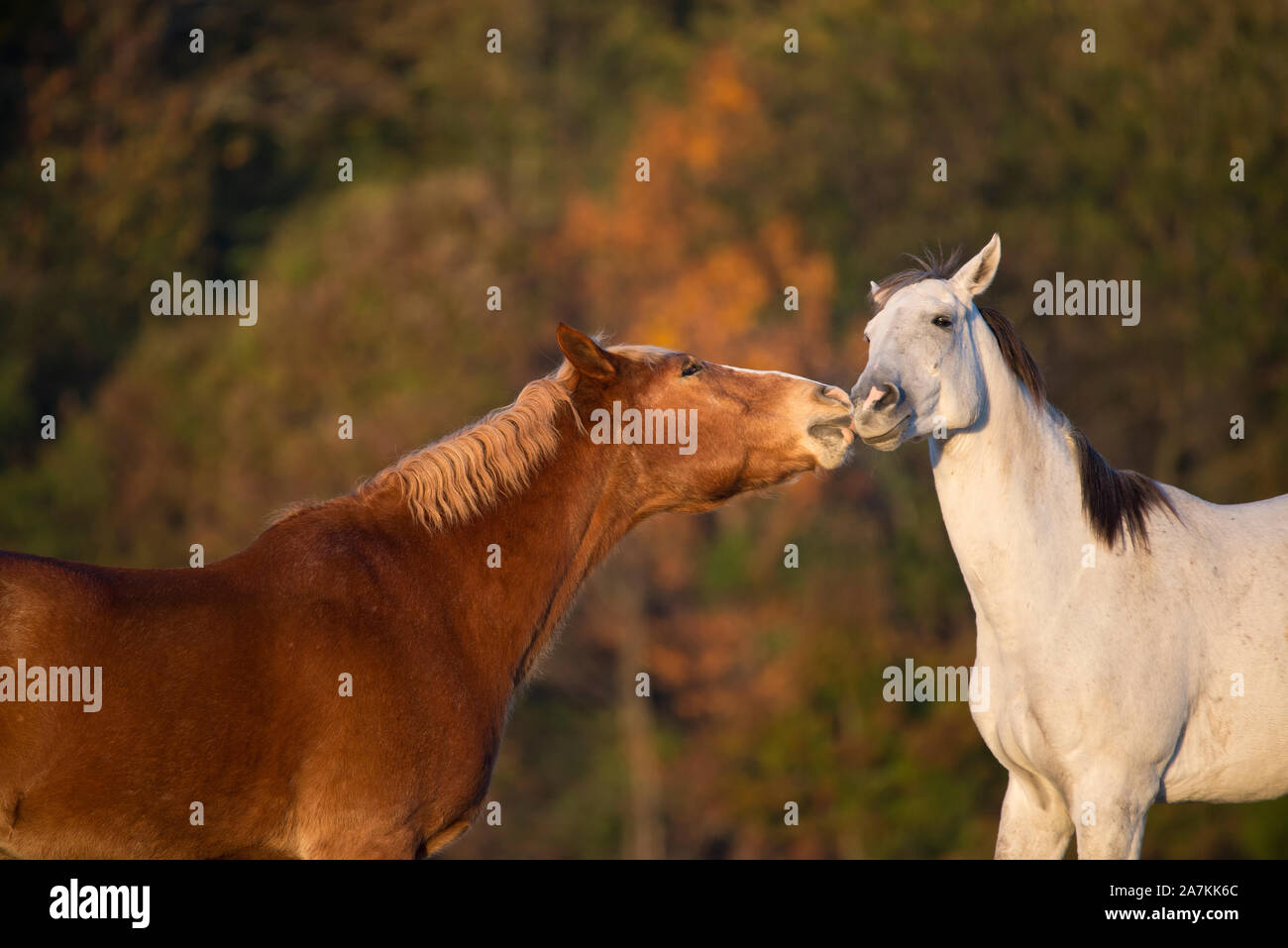 Fetes Occasions Speciales Chestnut Horse Carte De Vœux Joyeux Anniversaire Ou General Carte De Vœux Cheval Maison Funerariaalvorada Rs Com Br Fetes Occasions Speciales Chestnut Horse Carte De Vœux Joyeux Anniversaire Ou General Carte De Vœux Cheval Maison Funerariaalvorada Rs Com Br