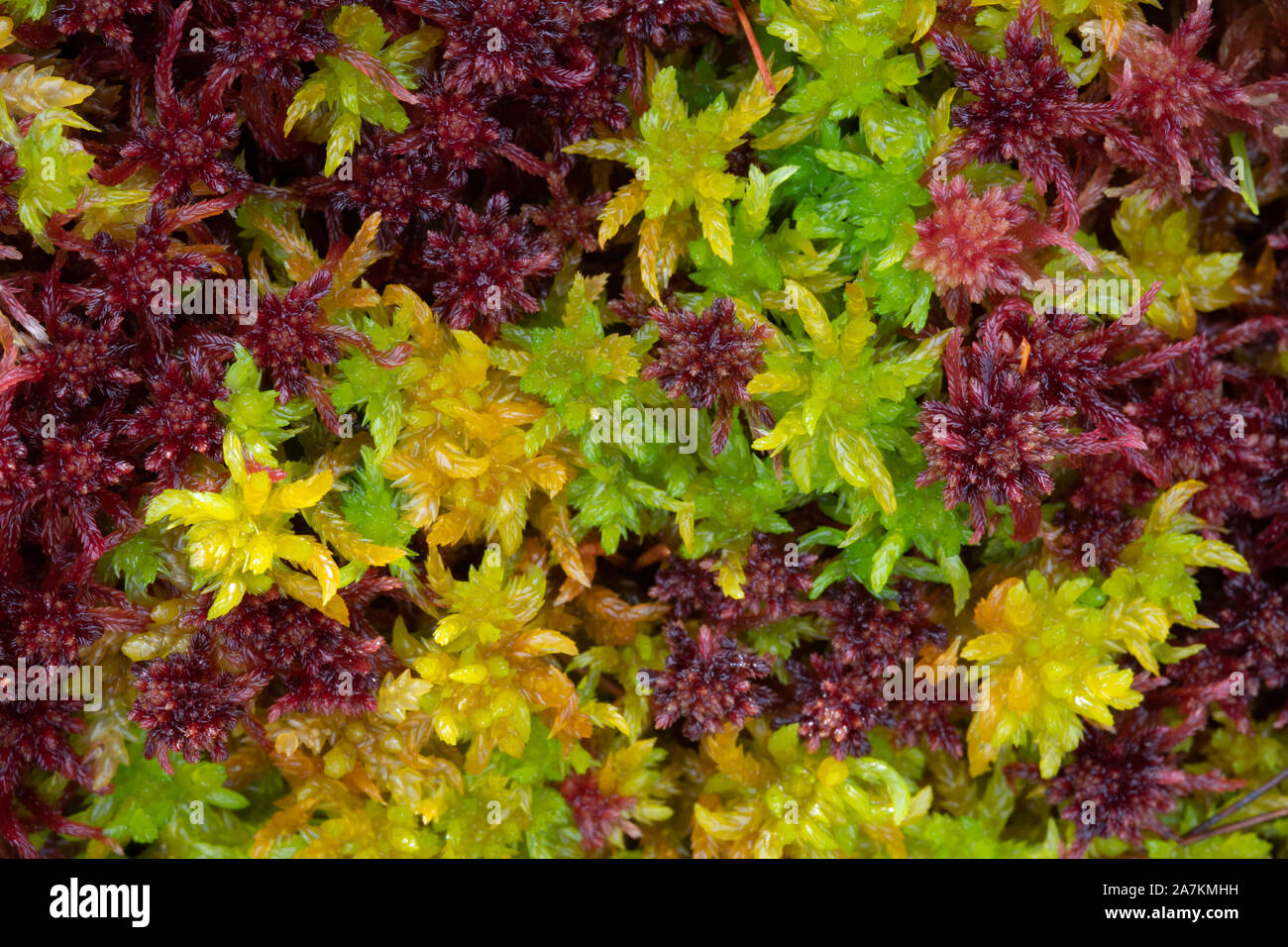 Close up detail colorées de la sphaigne (Sphagnum angustifolium) en automne, highlands, Scotland, UK. Banque D'Images