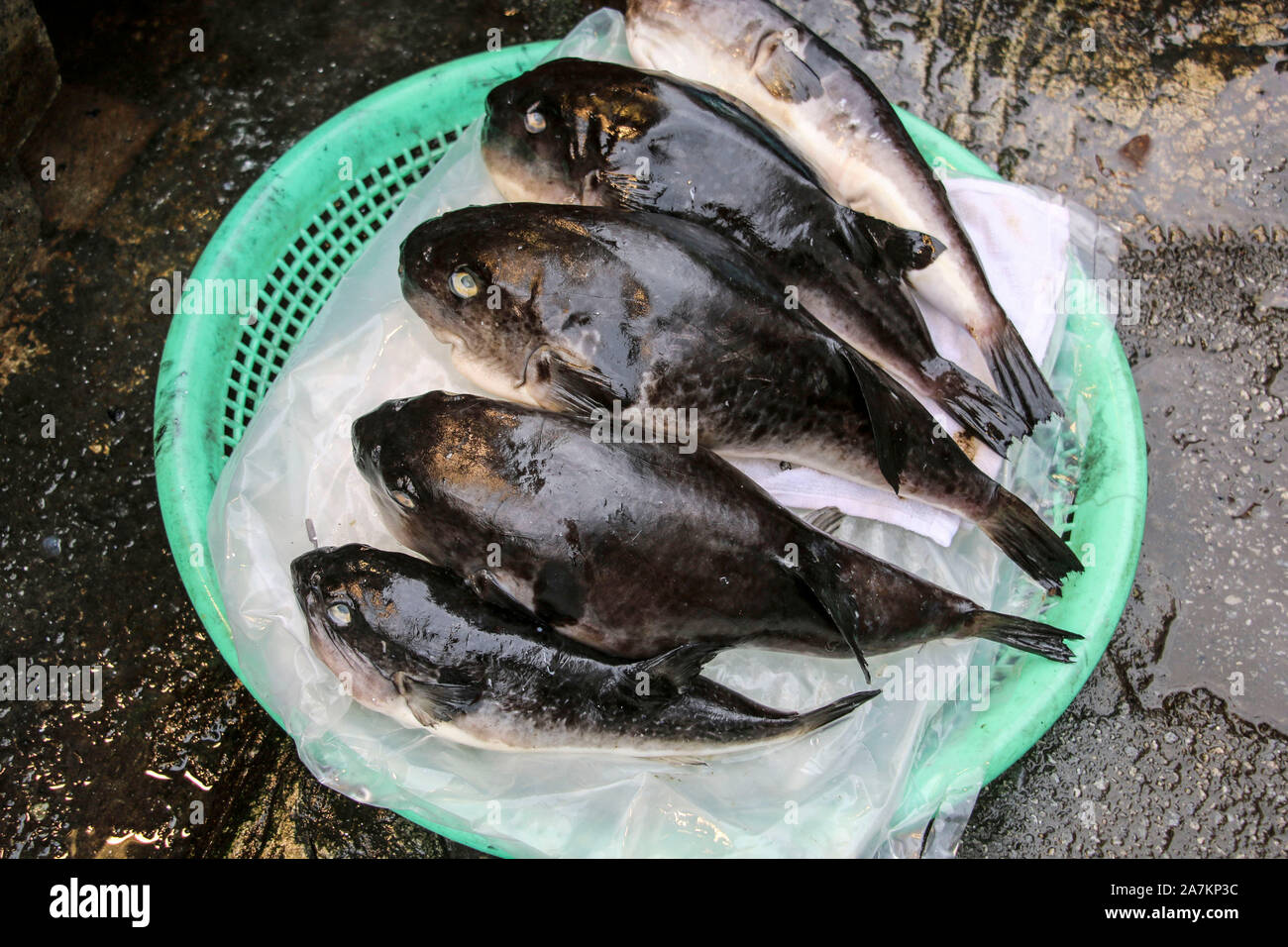 Poisson fugu (poisson globe) la plupart des fruits de mer dangereux de Venom sur le marché aux poissons de Jagalchi à Busan, en Corée du Sud. Banque D'Images