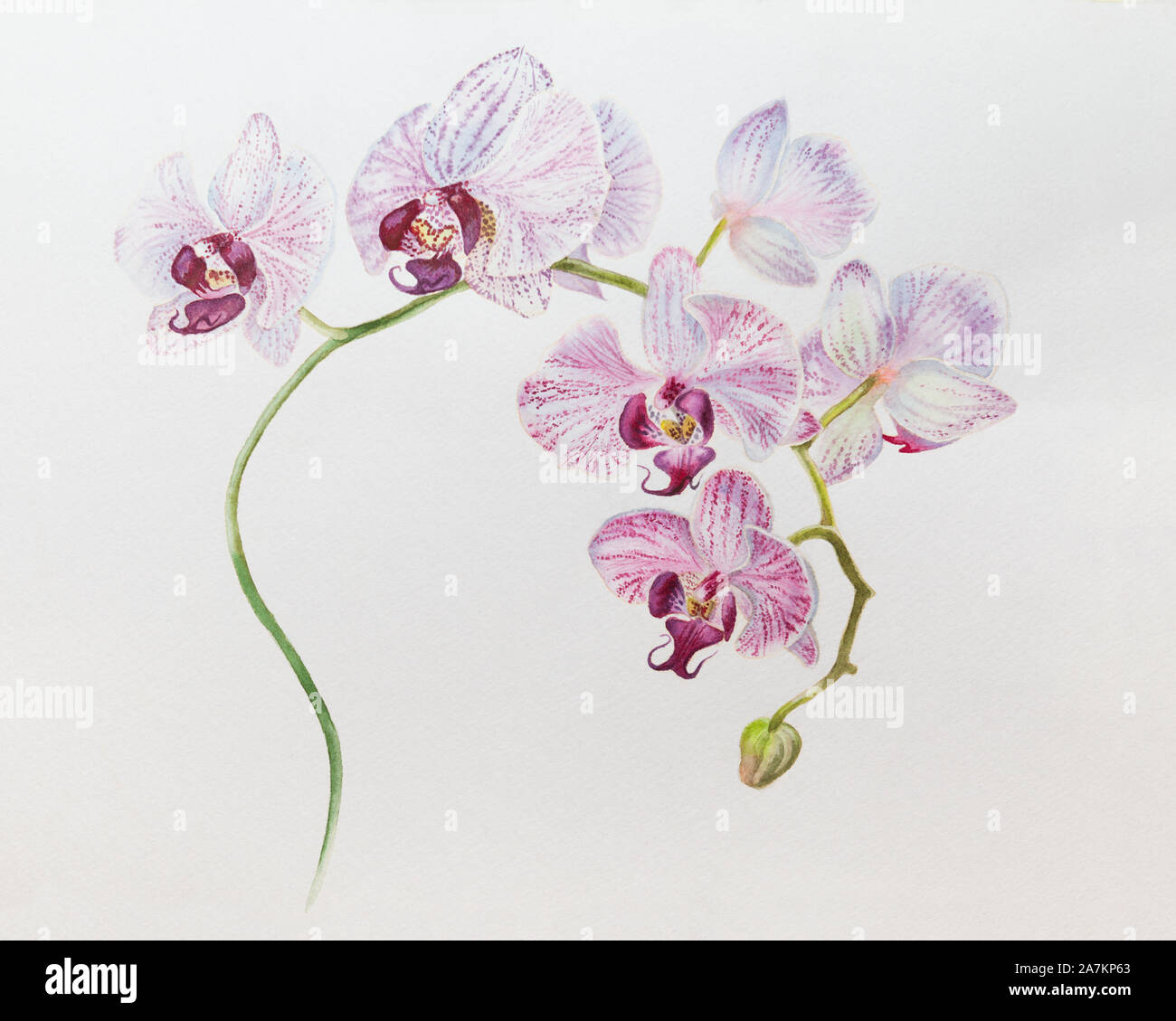Belle orchidée fleur branche aquarelle illustration dessinée à la main Banque D'Images