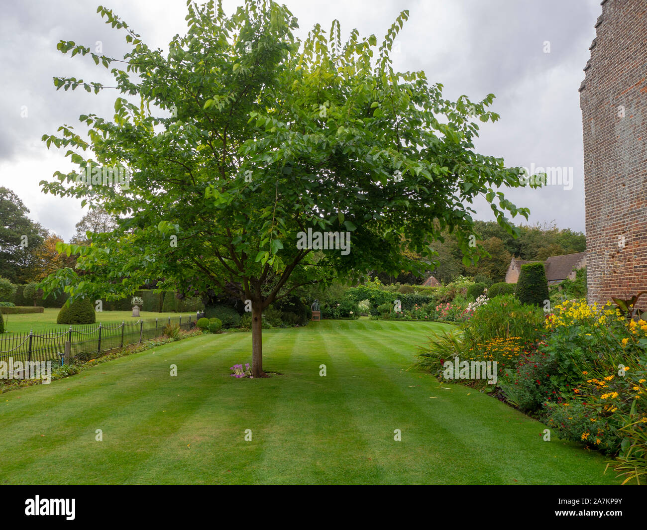 Mûrier en automne par le côté de Chenies Manor House. Vieux mur de briques et de frontière herbacée;le parterre et pelouse rayée conduit l'œil à travers. Banque D'Images