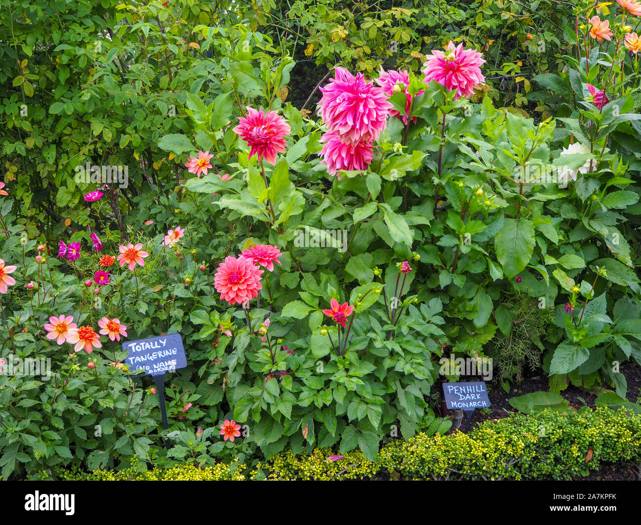 Plusieurs variétés de Dahlia, rose, orange en pleine floraison à Chenies  Manor garden ; Dahlia 'totalement Tangerine', Dahlia 'Penhill Monarque  sombre' ; les rosiers Photo Stock - Alamy