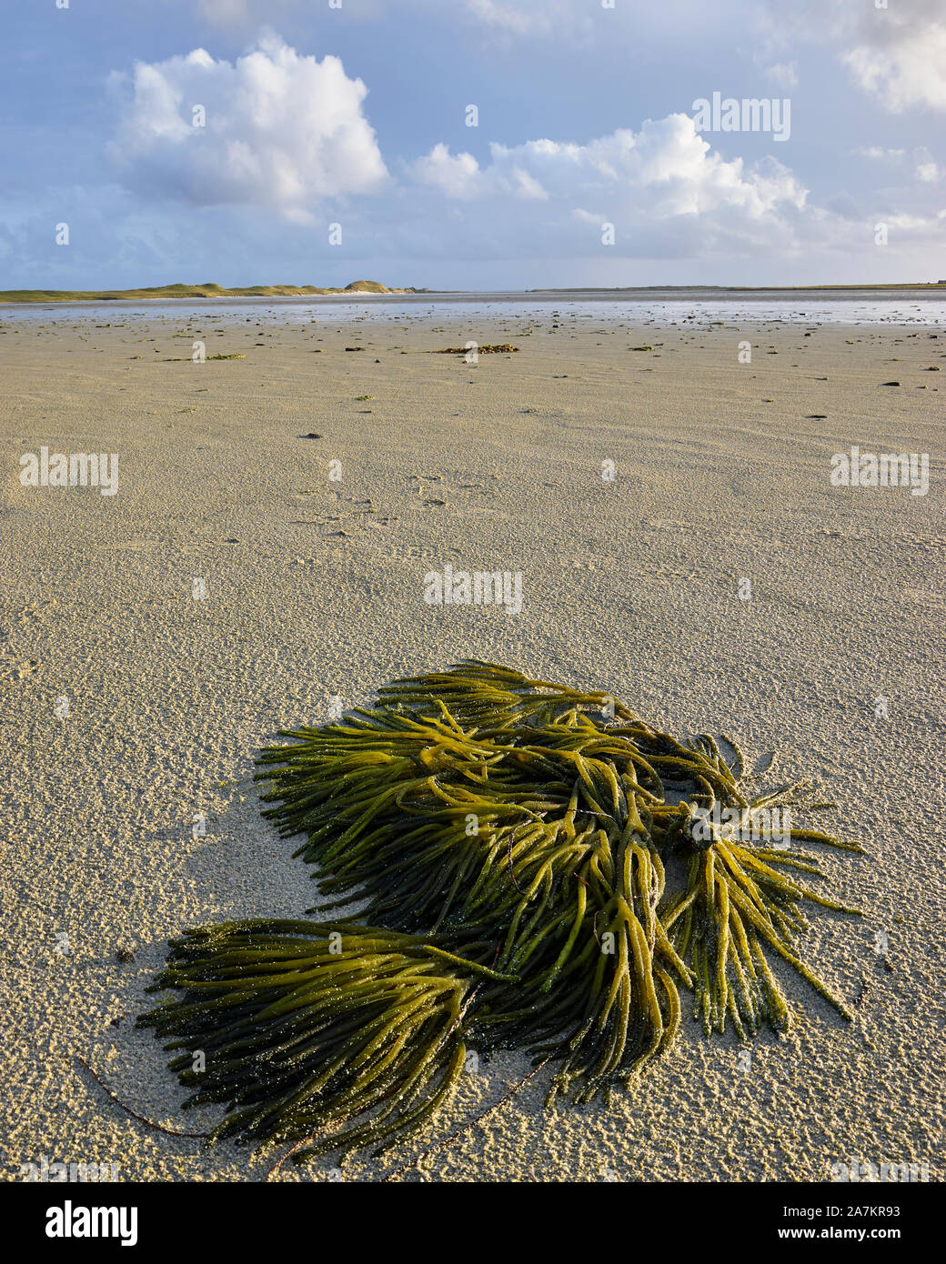 Des algues sur le sable de la CATA, Sanday, Orkney, Scotland Banque D'Images