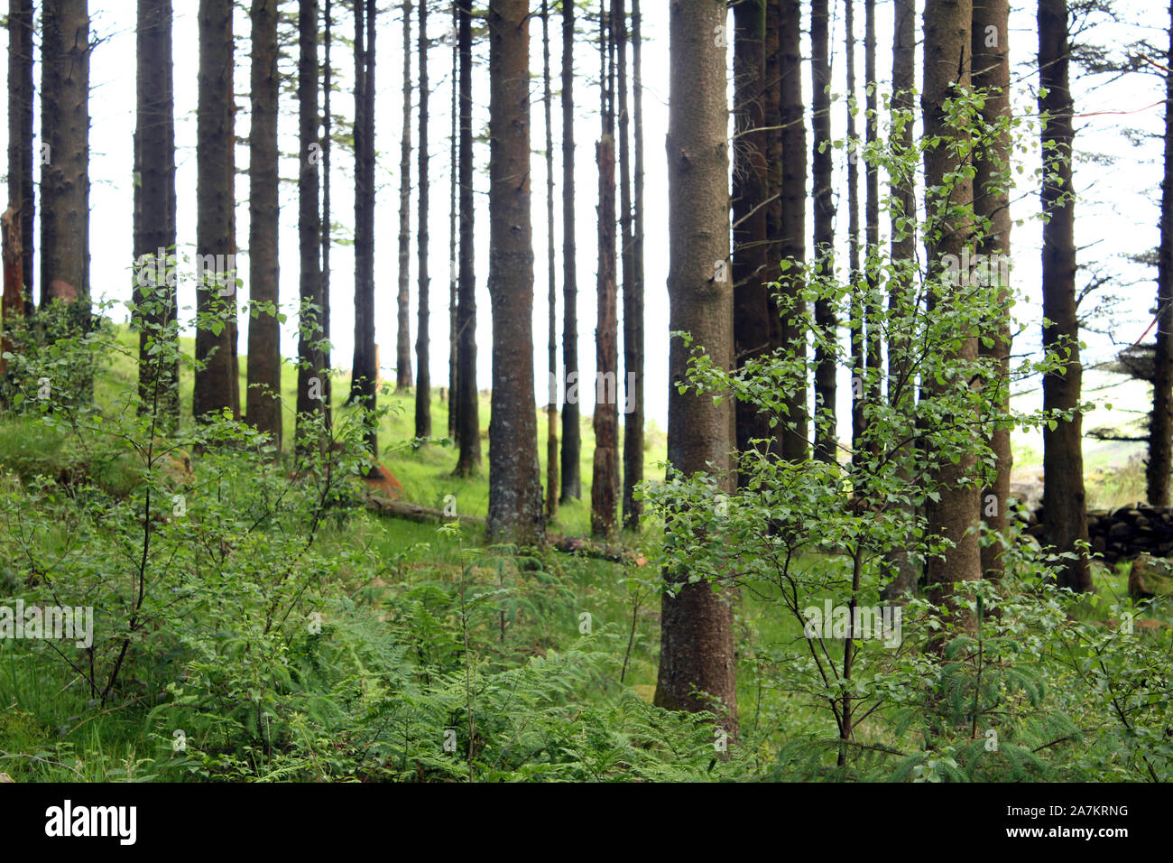 Bois de Snowdonia Banque D'Images