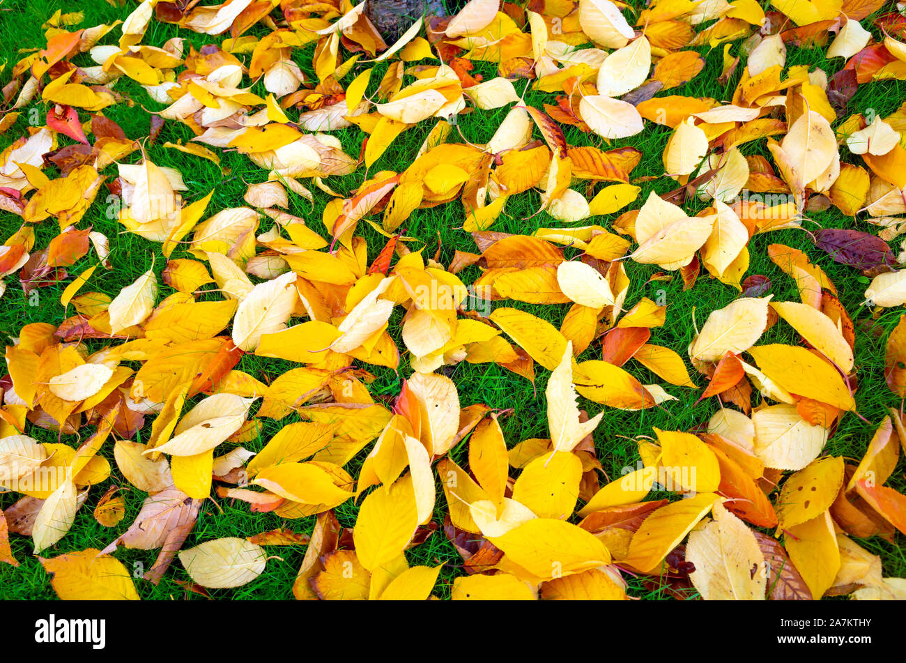Couleurs d'automne close up of fallen Cherry Tree Leaves North Yorkshire UK Banque D'Images