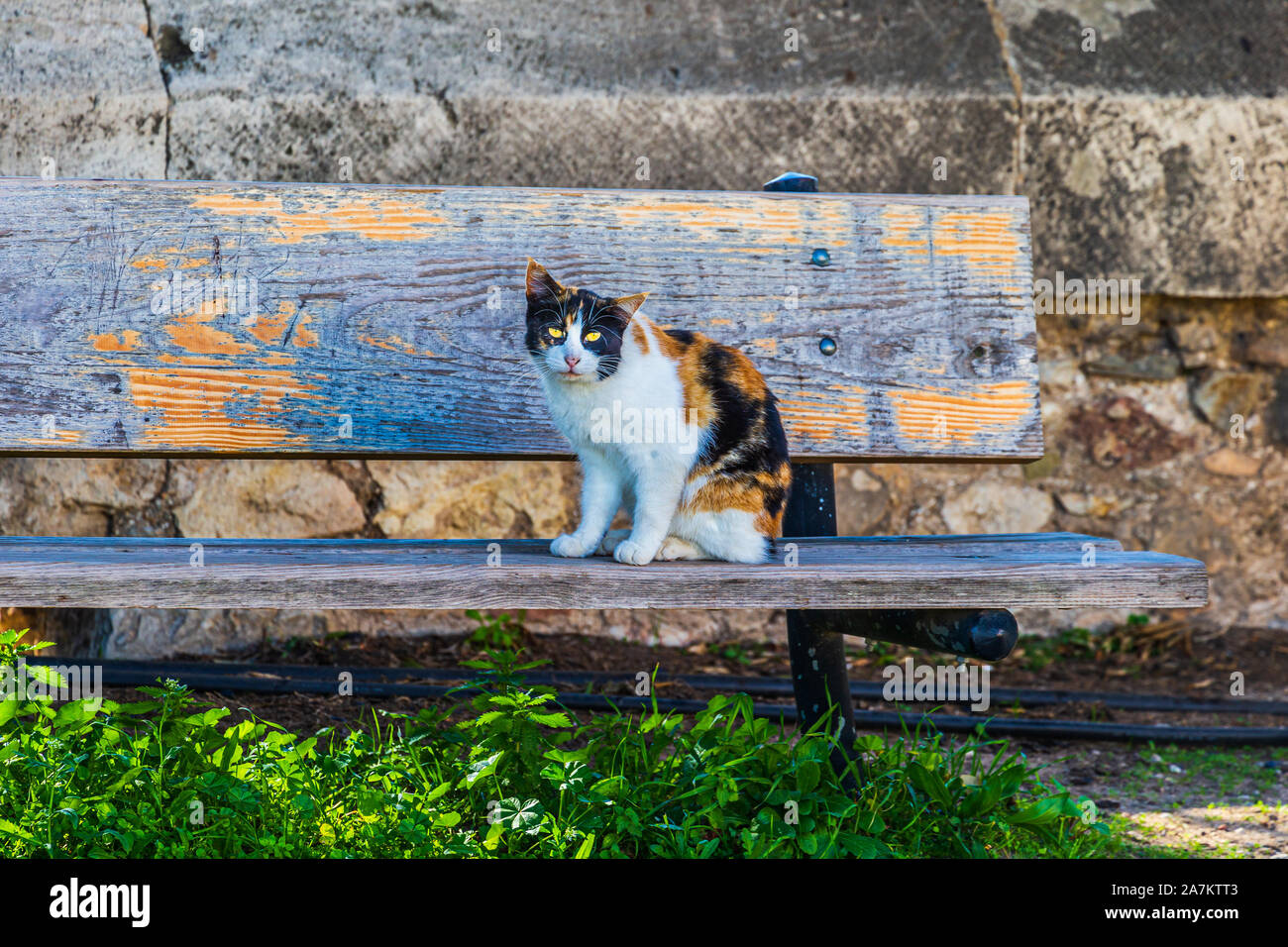 Chat calico grec assis sur un banc Banque D'Images