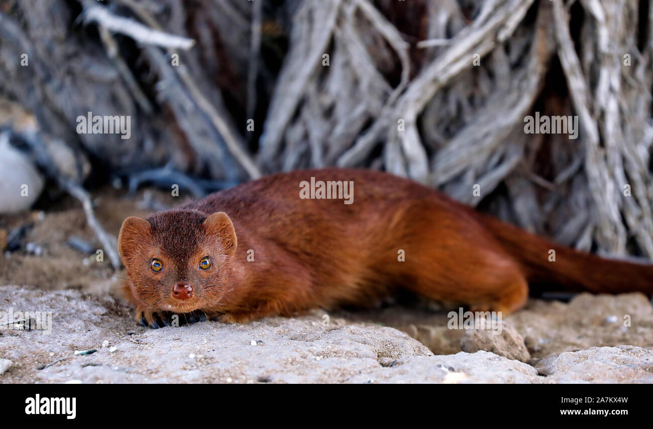 Mongoose, Kgalagadi Transfrontier National Park, Afrique du Sud Banque D'Images