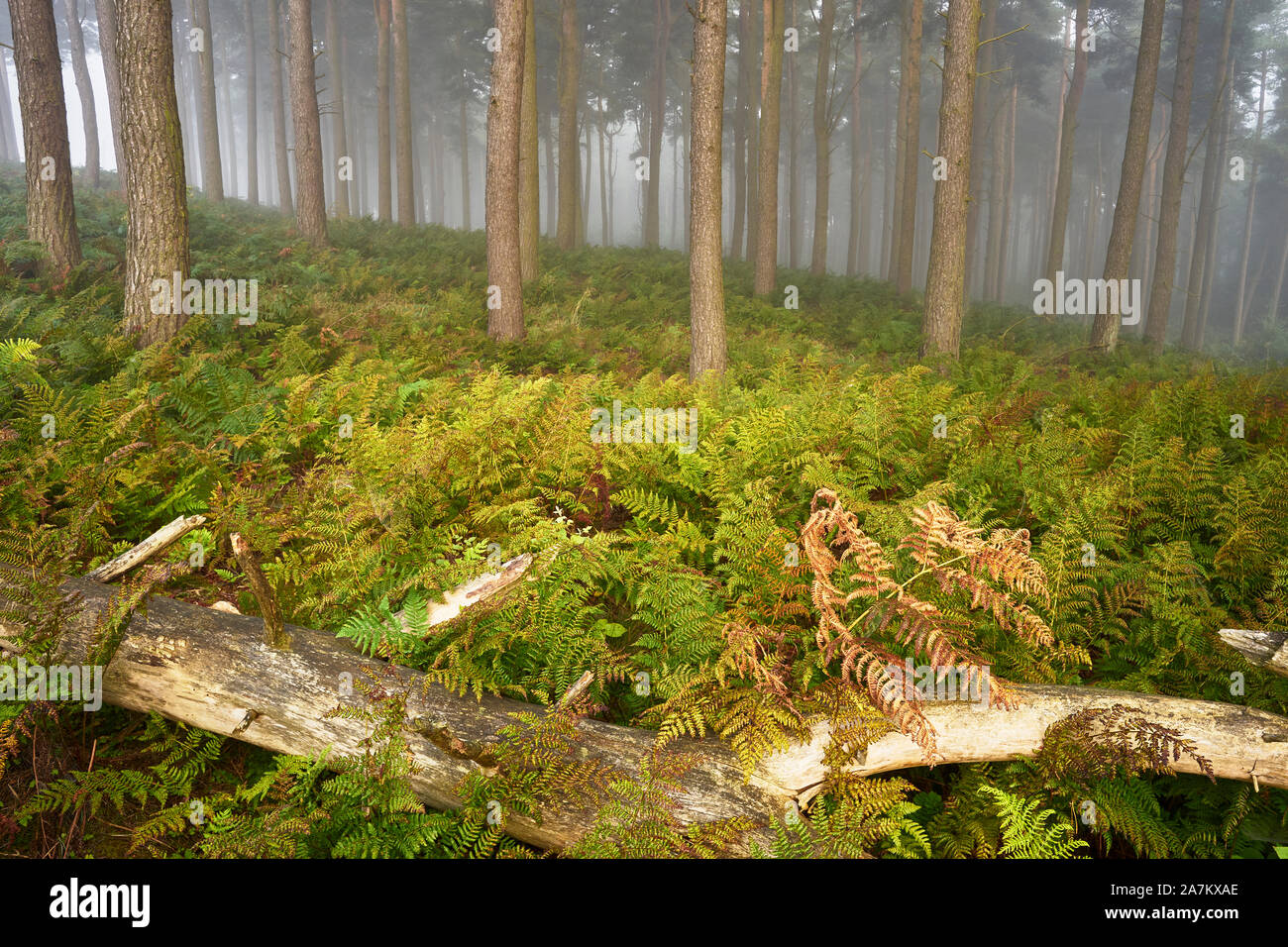 Gartarry Wood, près de Kincardine, Fife, en Écosse. Les fougères et d'arbres sur un matin brumeux Banque D'Images