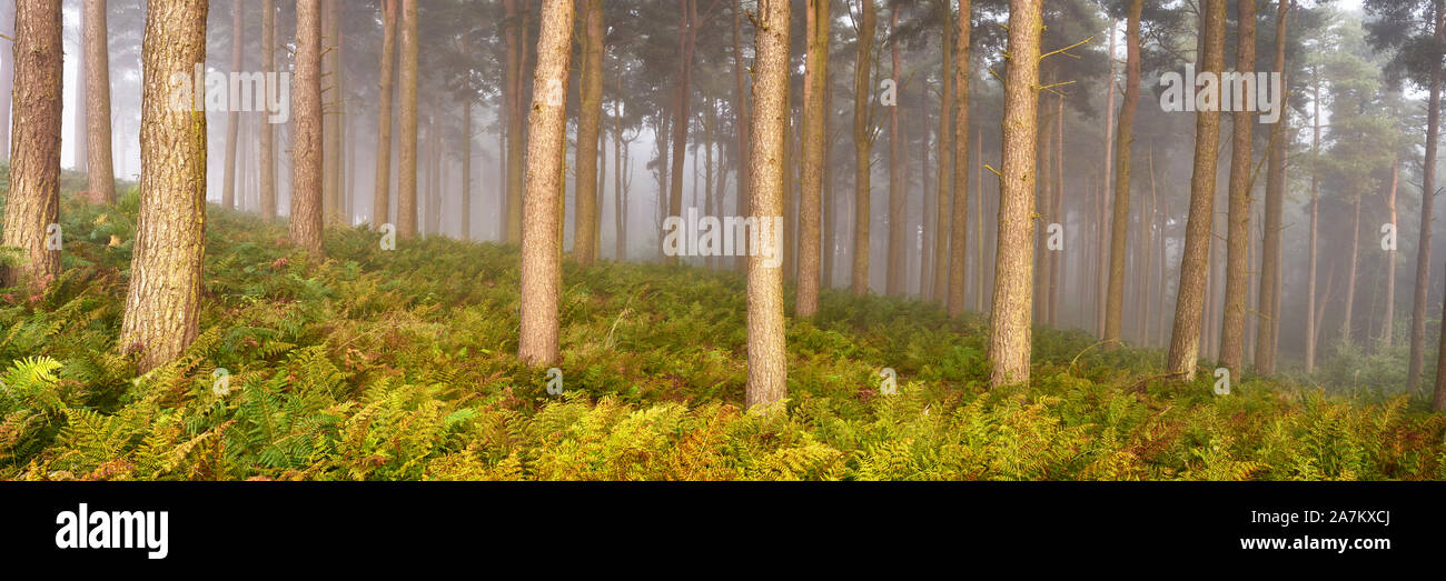 Gartarry Wood, près de Kincardine, Fife, en Écosse. Les fougères et d'arbres sur un matin brumeux Banque D'Images