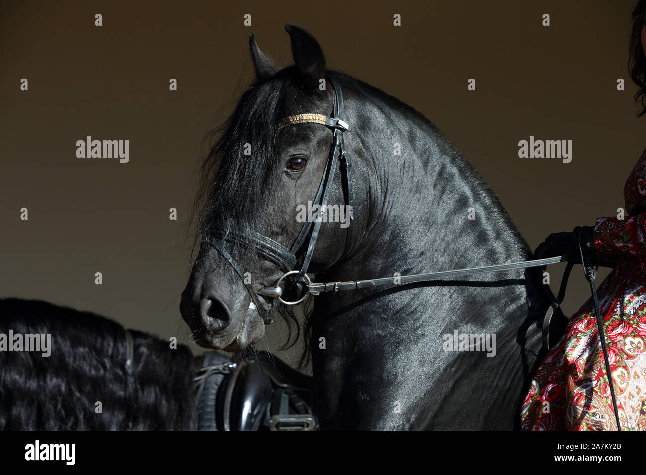 Frison noir saddle horse portrait contre dark barn stables Banque D'Images