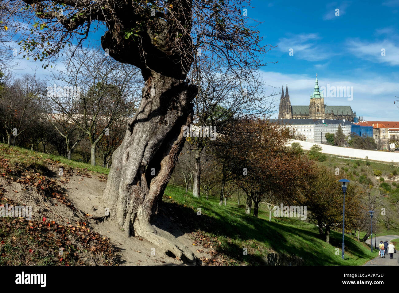 Petrin Hill Park Old Tree Prague Castle View scène paysage jardin de la ville d'automne Banque D'Images