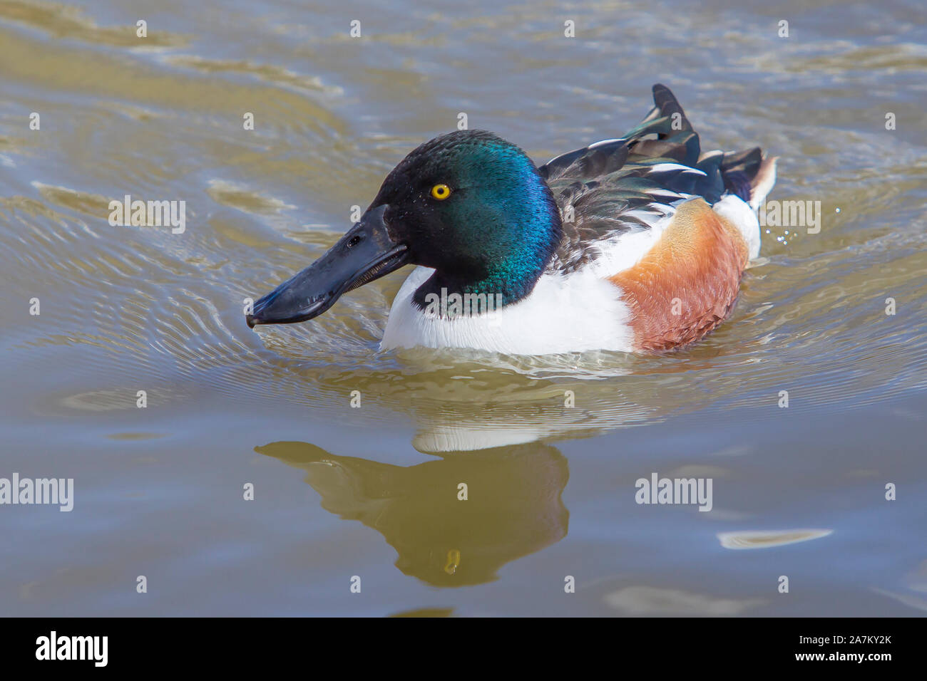 Gros plan sur le canard shoveler mâle britannique et le grand bec (Anas clypeata) isolés en plein air en nageant dans l'eau. Le Britannique shoveler drake sous le soleil du printemps. Banque D'Images