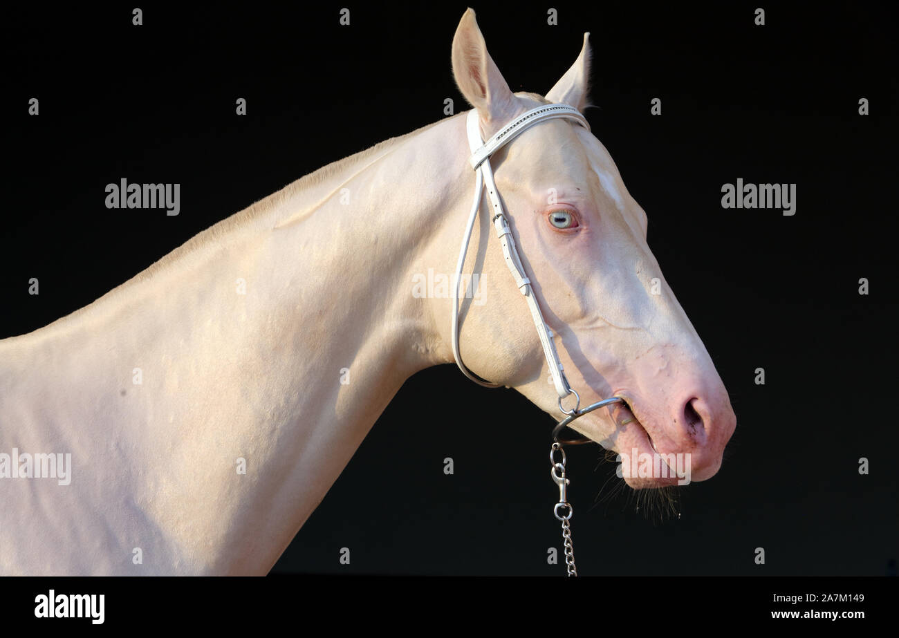 Blue-eyed Cremello cheval akhal-teke stable dans le noir Banque D'Images