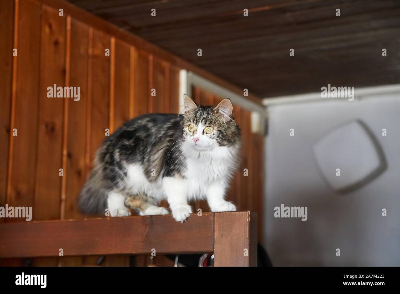 Cat grimper sur un meuble Banque D'Images
