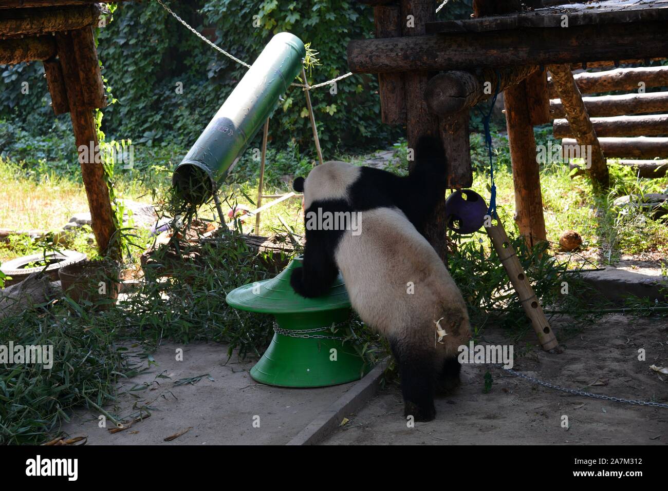 Un panda se dresse sur un jouet au zoo de Pékin à Beijing, Chine, 3 septembre 2019. Banque D'Images
