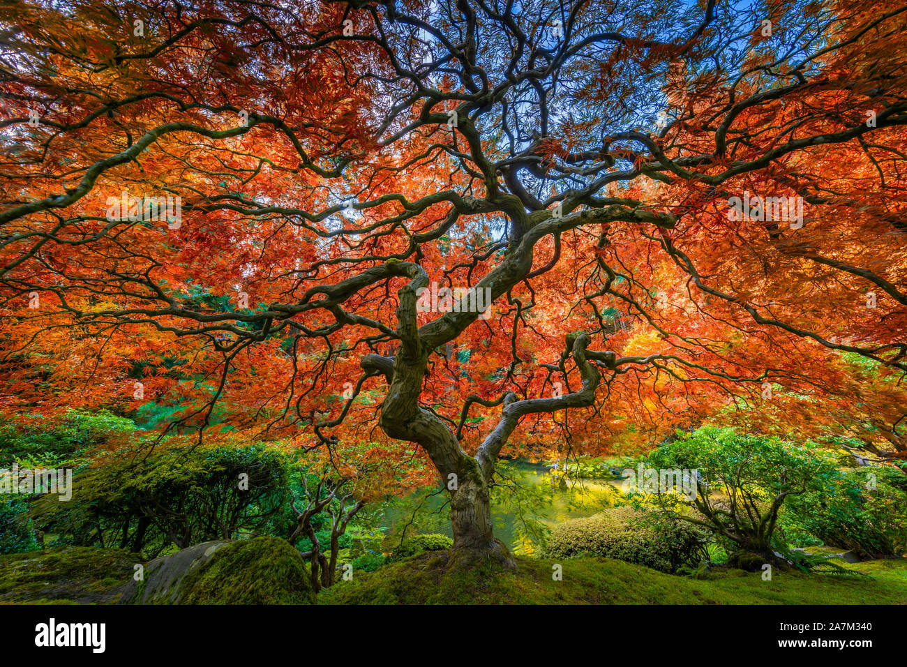 Le jardin japonais de Portland est un jardin traditionnel japonais occupant 12 hectares, situé à l'intérieur de Washington Park des collines à l'ouest de Portland, Oregon Banque D'Images
