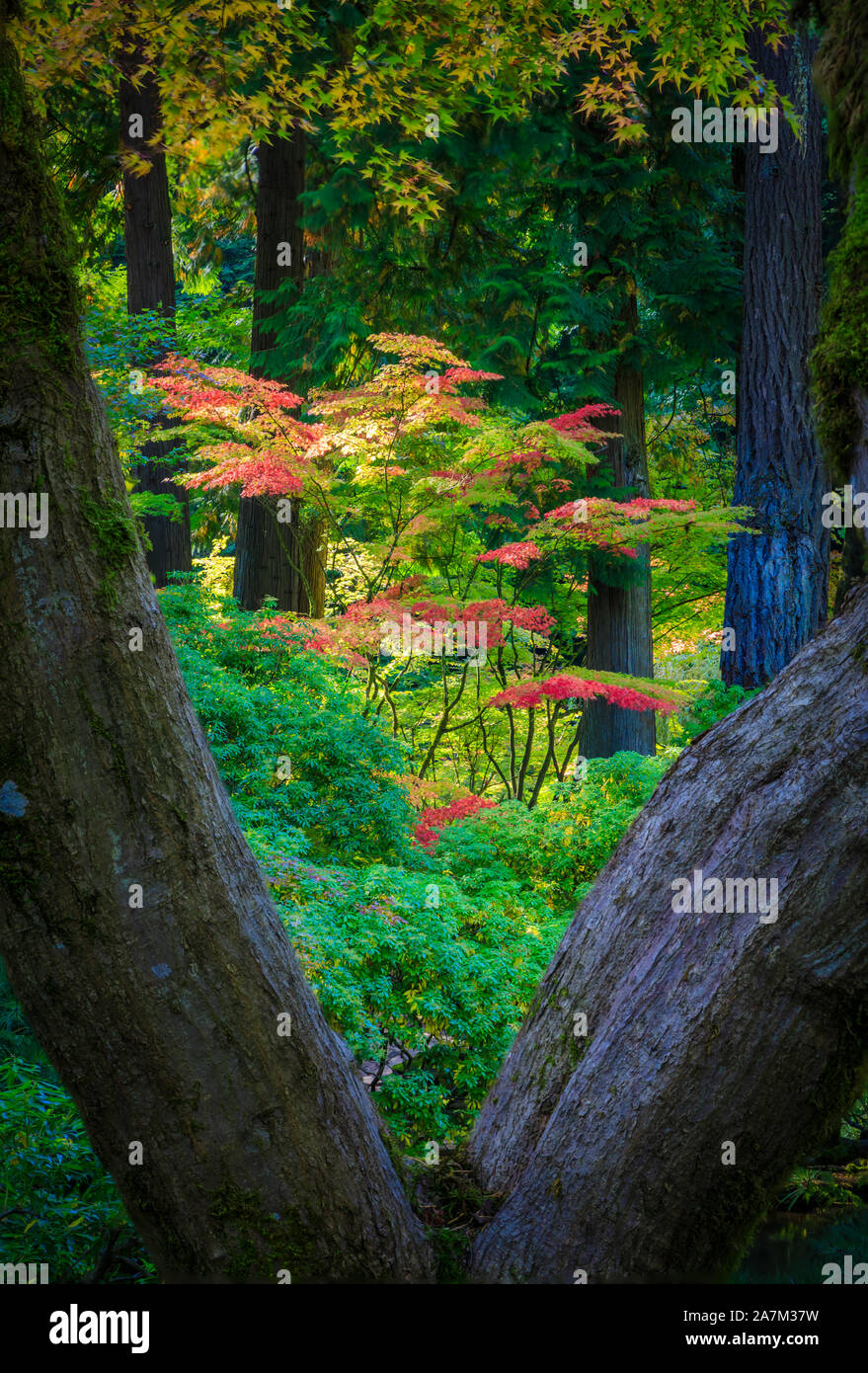 Le jardin japonais de Portland est un jardin traditionnel japonais occupant 12 hectares, situé à l'intérieur de Washington Park des collines à l'ouest de Portland, Oregon Banque D'Images