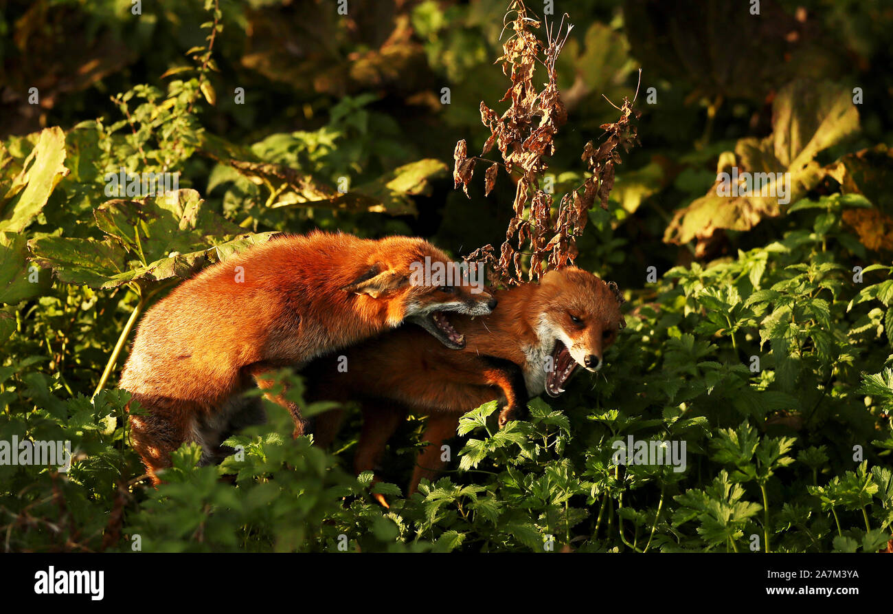 Deux renards de croiser sur les rives de la rivière cuscute à Dublin. Banque D'Images