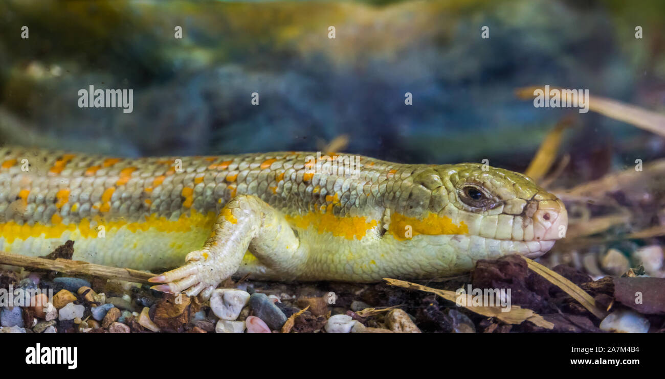 Gros plan du scinque berbère, lézard tropical de l'Afrique, l'or africain skink Banque D'Images