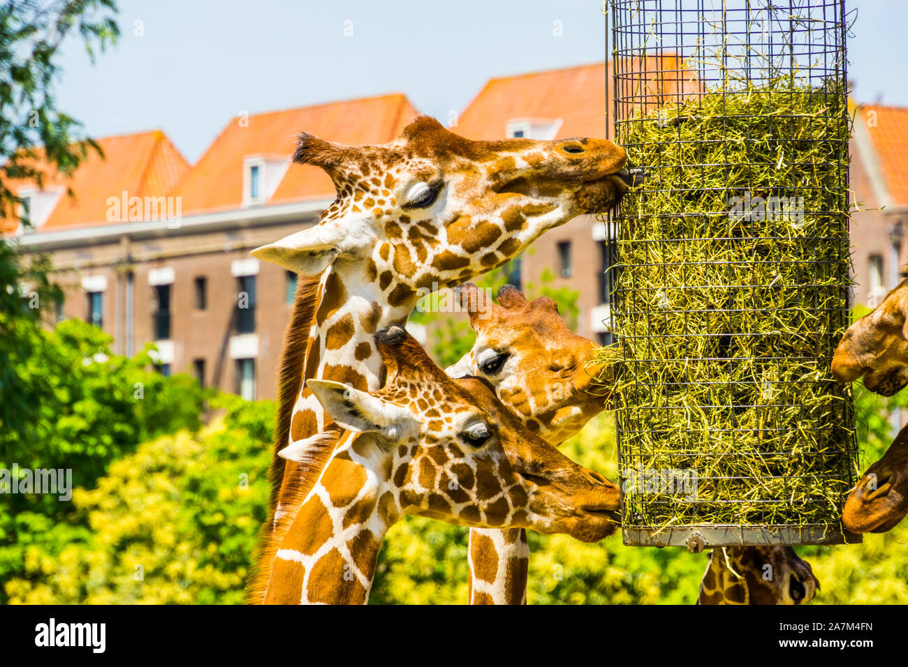 Les Girafes somaliens eating hay à partir d'un panier, d'équipement d'alimentation des animaux de zoo, en voie de disparition Espèce animale d'Afrique Banque D'Images