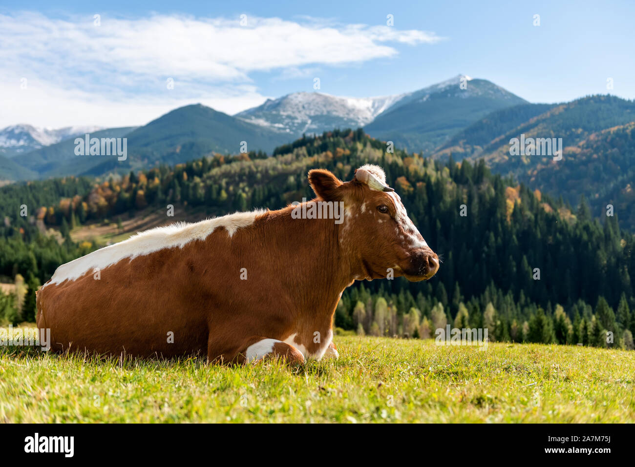 Brown mountain vaches qui paissent sur les pâturages en été. Concept de l'agriculture Banque D'Images