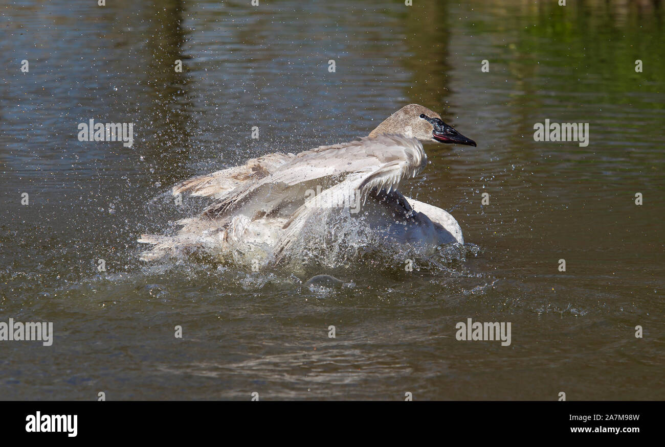 Close up of North American juvenile cygne trompette (Cygnus buccinator) à l'extérieur, isolé, Slimbridge Wetland Center UK, clapote et de s'éclabousser dans l'eau. Banque D'Images