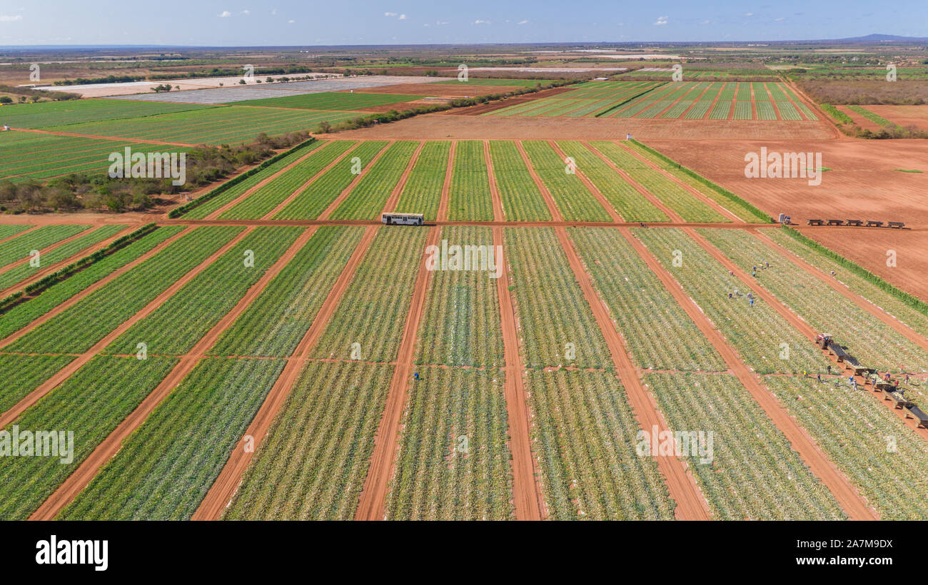 La ferme brésilienne de fruits et de palmiers a tiré dessus avec une drone montrant les plantes de melon vert et les palmiers pendant la récolte entourée de sable rouge Banque D'Images