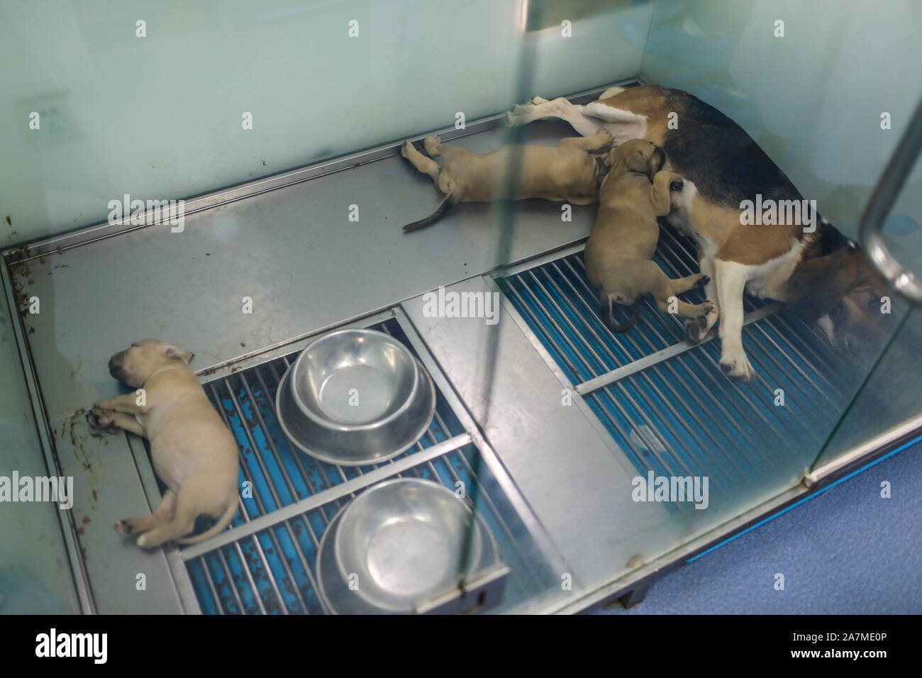 Les animaux domestiques sont en Sinogene Clone, une entreprise visant à cloner des animaux, à Beijing, Chine, 9 septembre 2019. *** *** Local Caption fachaoshi Banque D'Images