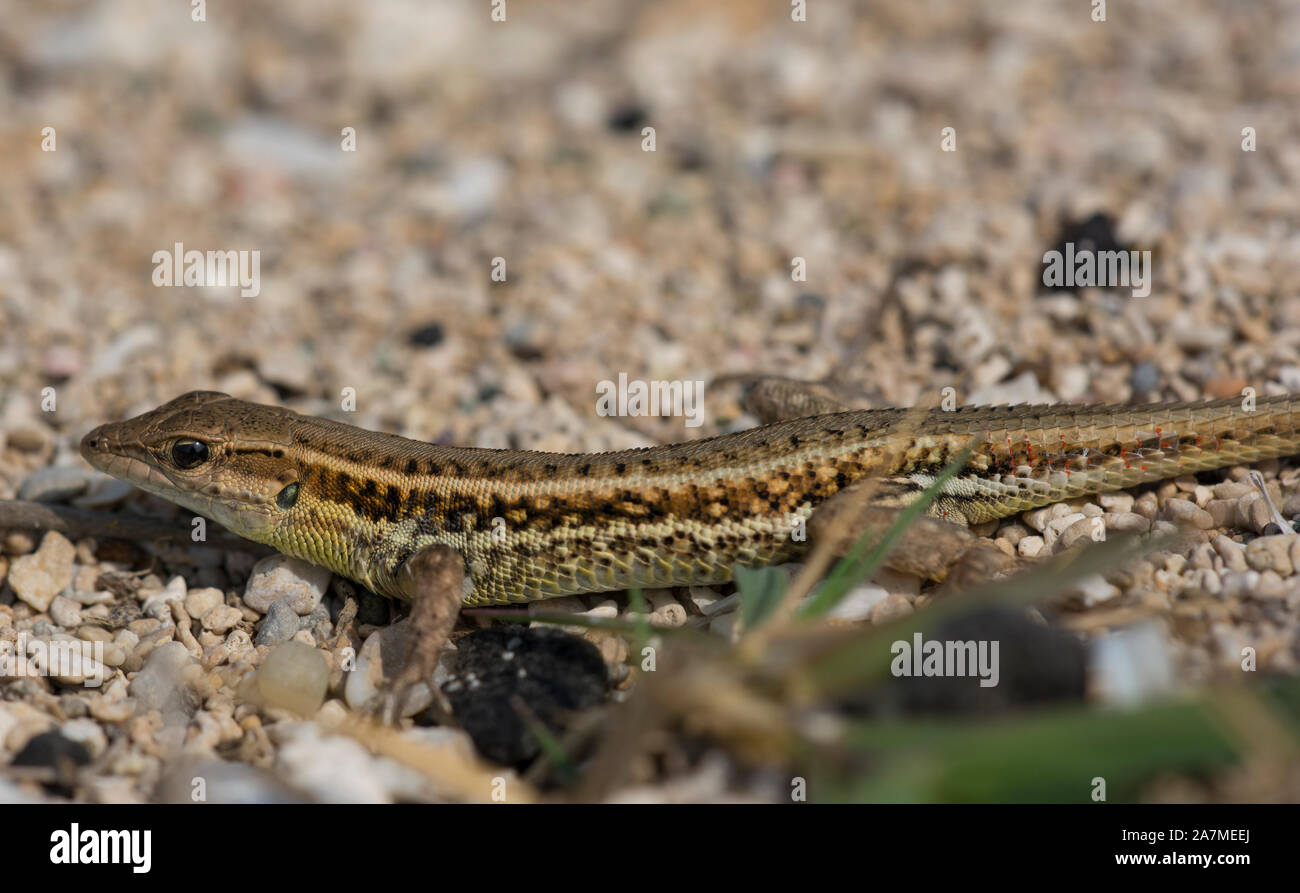 Snake-Eyed Ophisops elegans (Lézard) sur l'île de Chypre Banque D'Images