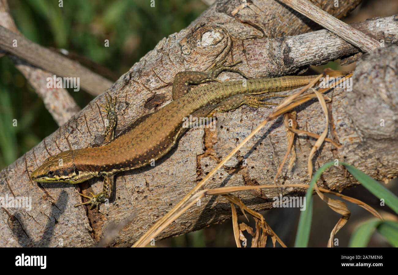 Lézard, Troodos (Phoenicolacerta troodica) sur l'île de Chypre. Banque D'Images