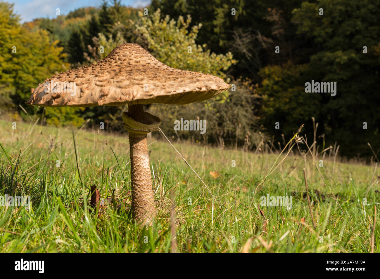 Coulemelle exposés sur une prairie au soleil. Parapluie géant exemptés sur un pré. Banque D'Images