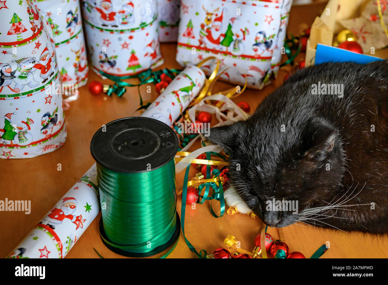 Chat noir dans le milieu de la décoration de Noël, qui sert à embellir les dons d'un calendrier de Noël. Banque D'Images