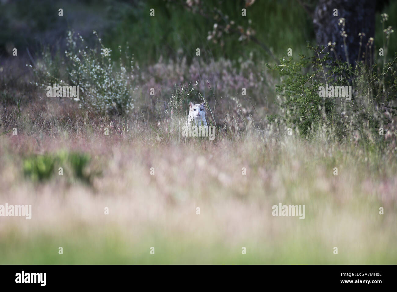 Un chat femelle blanche voit l'observateur humain de loin Banque D'Images