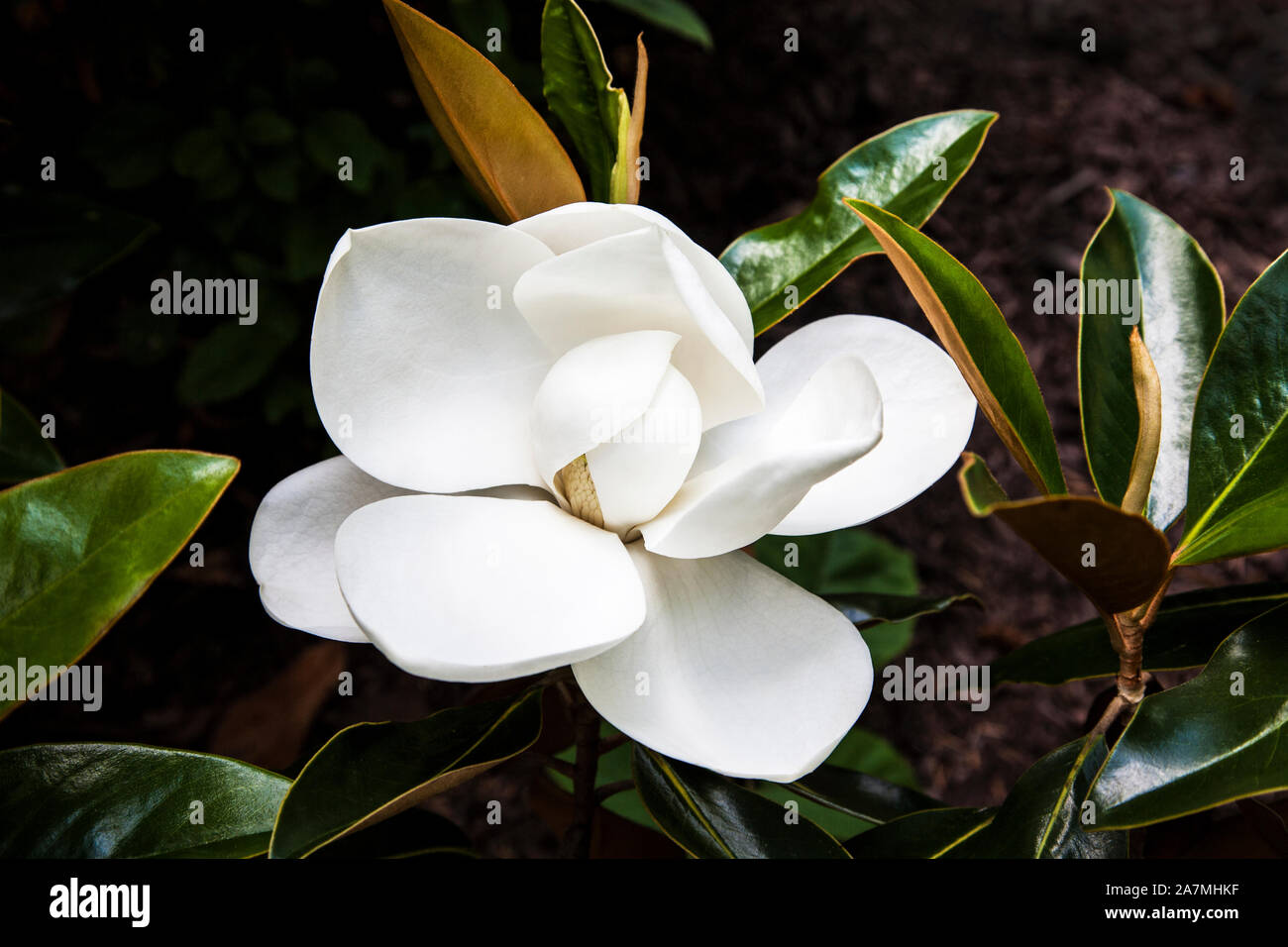 Gros plan fleur de grandiflora du magnolia du Sud, plantation et jardins de magnolia, Caroline du Sud, États-Unis, tête de fleur de jardin botanique des États-Unis Banque D'Images