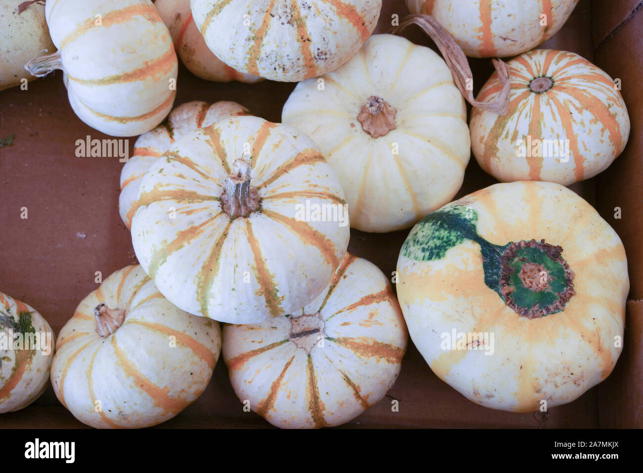 Divers citrouilles affichée à un pays shop en Géorgie Banque D'Images