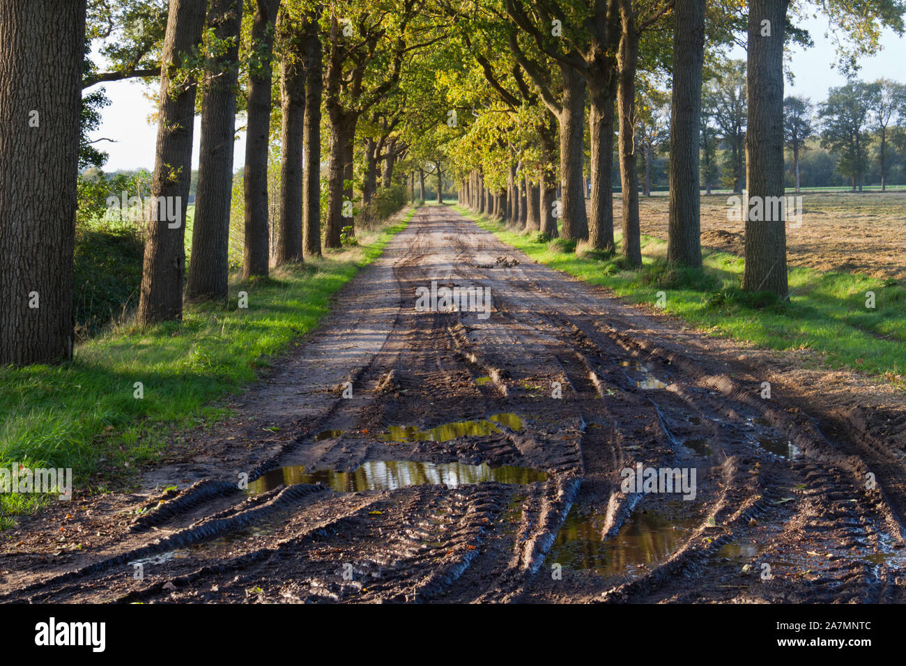 Oaks le long d'un couloir long et droit avec des traces de pneus dans la boue Banque D'Images