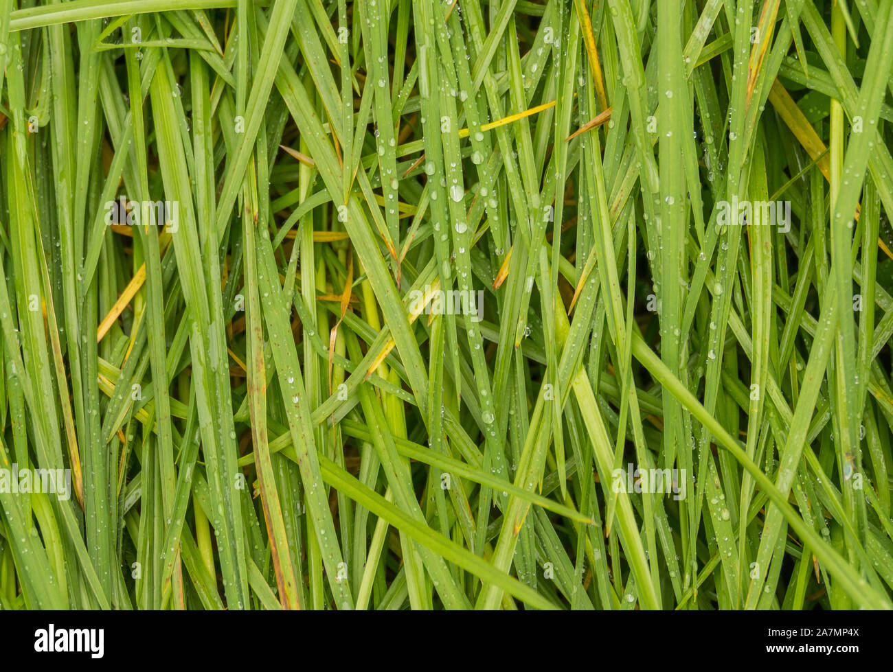 Fond d'herbe verte avec des gouttes de pluie Banque D'Images