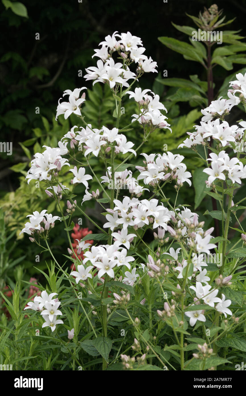 Campanula lactiflora Alba Banque D'Images