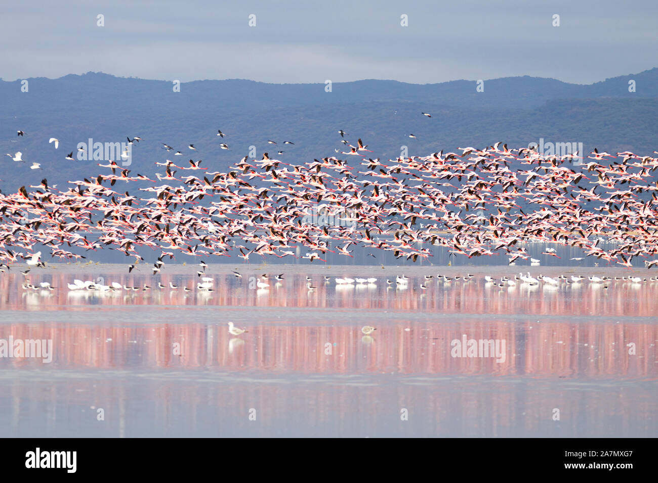 Volée de flamants roses du Lac Manyara, en Tanzanie. African Safari Banque D'Images