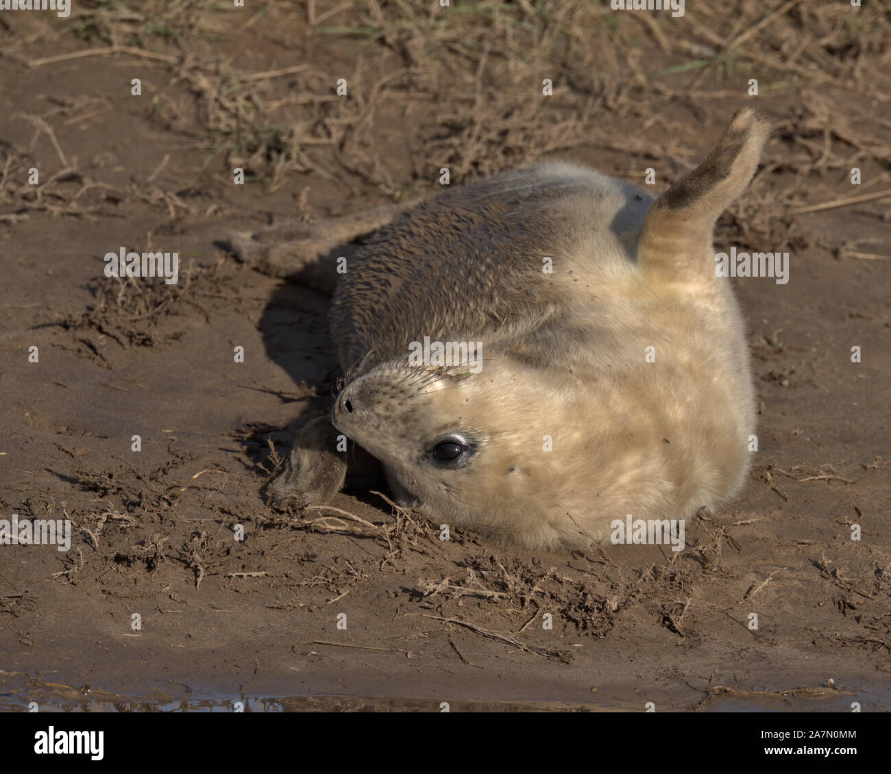 Phoque gris chiot Banque D'Images