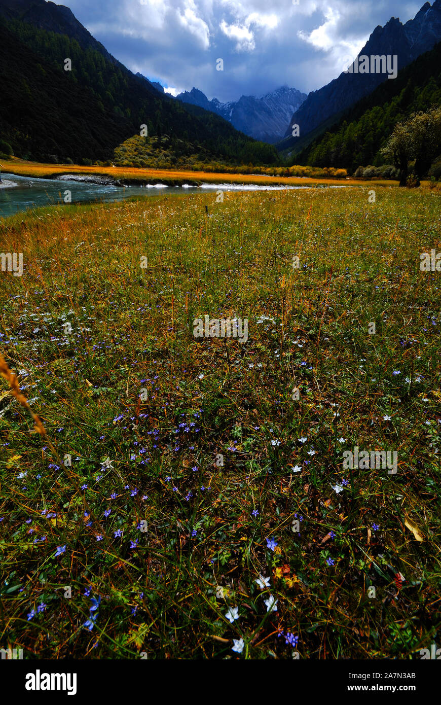 Collection automne pleure Daocheng Yading en jaune et rouge dans la préfecture autonome tibétaine de Garze, au sud-ouest de la province chinoise du Sichuan, le 2 septembre 2019. Banque D'Images