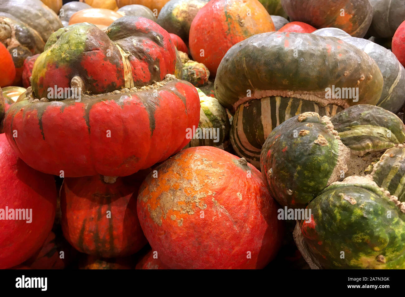 De nombreux venu orange et vert citrouilles résident dans tas sur comptoir ou dans la zone de marché. L'automne ou Halloween décoration. La récolte ou concept de saine alimentation. Close-up. Banque D'Images