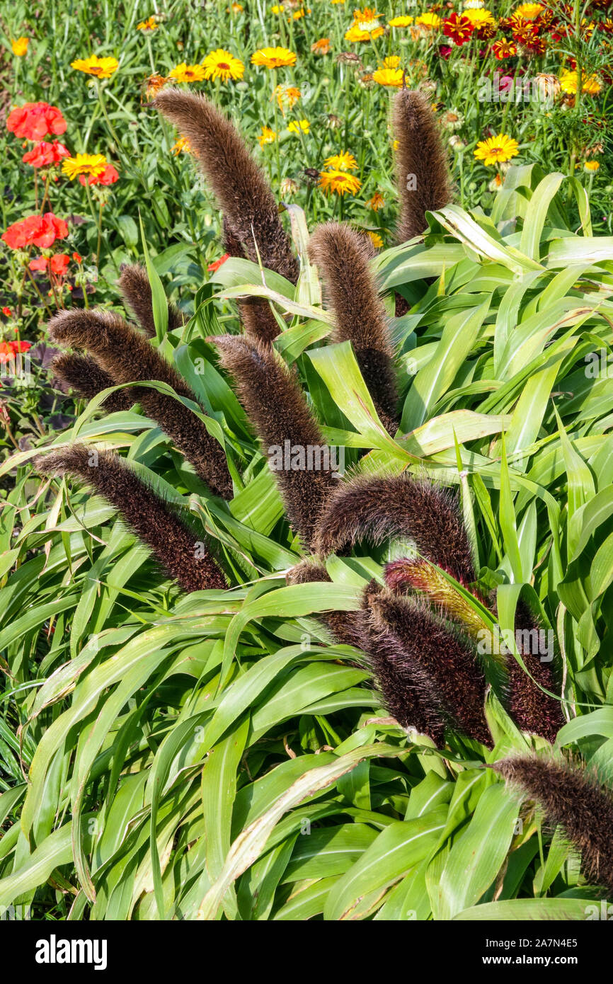 Millet ornemental grass Pennisetum glaucum 'Jade Princess' Banque D'Images